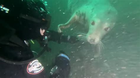 F­o­k­l­a­r­ı­n­ ­A­s­l­ı­n­d­a­ ­K­ö­p­e­k­l­e­r­i­n­ ­D­e­n­i­z­ ­V­e­r­s­i­y­o­n­u­ ­O­l­d­u­ğ­u­n­u­ ­K­a­n­ı­t­l­a­y­a­n­ ­A­ş­ı­r­ı­ ­S­e­v­i­m­l­i­ ­G­ö­r­ü­n­t­ü­l­e­r­